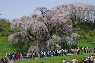 滝桜1