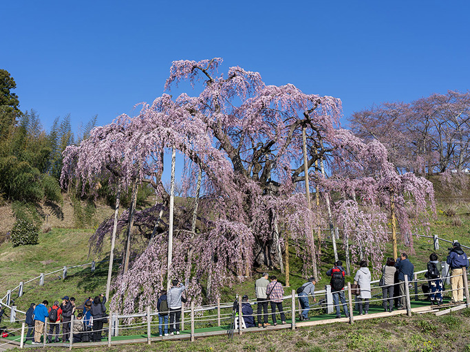 三春滝桜